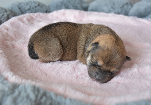 WG����(�й���)-�ٷ���վ