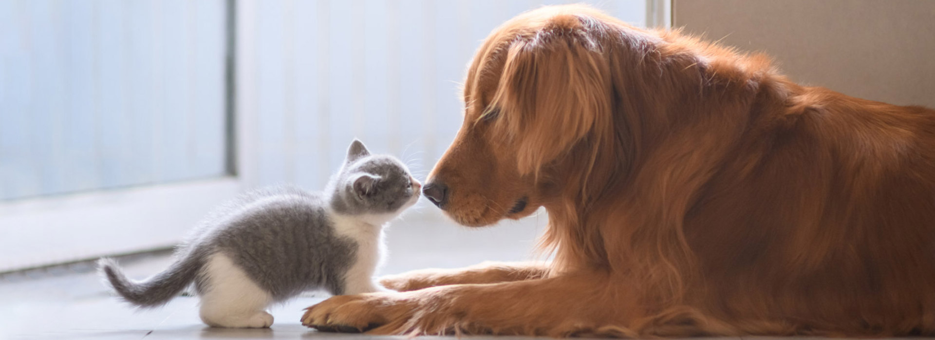 WG����(�й���)-�ٷ���վ