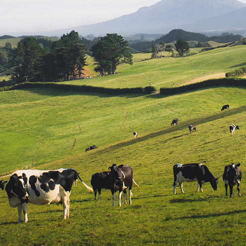 WG����(�й���)-�ٷ���վ