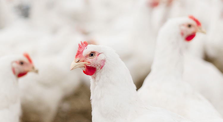 WG����(�й���)-�ٷ���վ