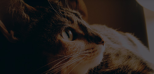 WG����(�й���)-�ٷ���վ