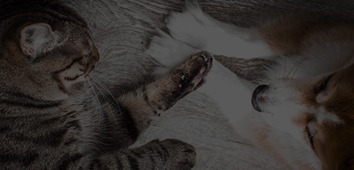 WG����(�й���)-�ٷ���վ