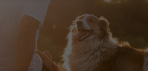 WG����(�й���)-�ٷ���վ